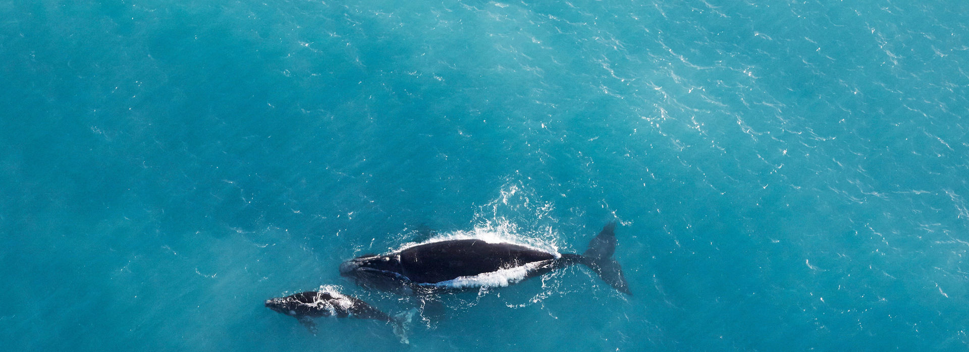 Great Australian Bight Eyre Peninsula Mandatory Credit South Australian Tourism Commission 137776 agent hero0